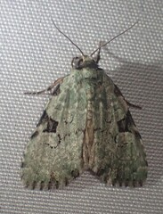 Leuconycta diphteroides