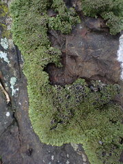 Anaptychia runcinata