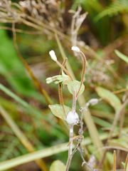 Epilobium pubens