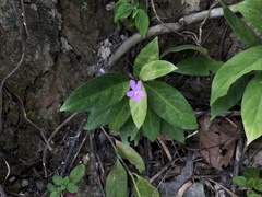 Pseuderanthemum