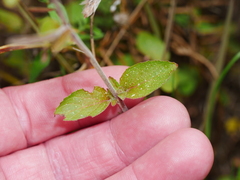 Epilobium pubens