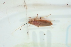 Balta bicolor