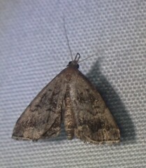 Phalaenostola larentioides