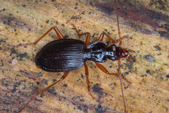 Platynus scrobiculatus