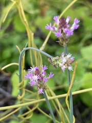 Polygala incarnata