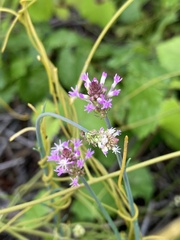 Polygala incarnata