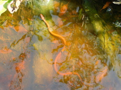 Nerodia clarkii compressicauda