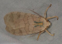 Halysidota tessellaris