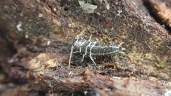 Lepisma