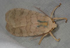 Halysidota tessellaris