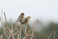 Linaria flavirostris
