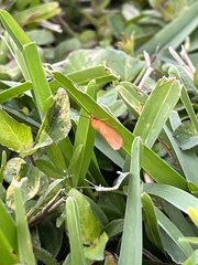 Virbia aurantiaca