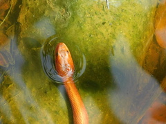 Nerodia clarkii compressicauda