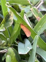 Virbia aurantiaca