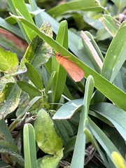 Virbia aurantiaca