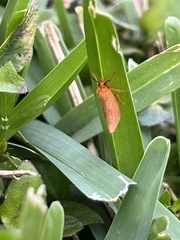 Virbia aurantiaca