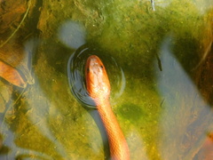 Nerodia clarkii compressicauda