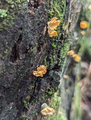 Xylaria flabelliformis