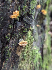 Xylaria flabelliformis