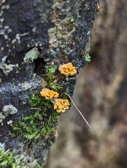 Xylaria flabelliformis