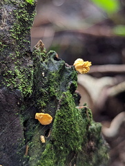 Xylaria flabelliformis