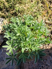Lupinus havardii