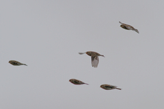 Linaria flavirostris