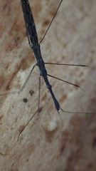 Hydrometra stagnorum