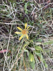 Grindelia camporum