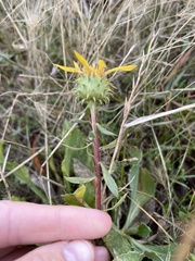 Grindelia camporum