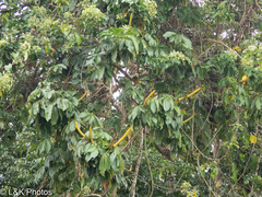 Pachira aquatica