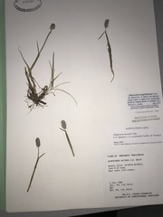 Alopecurus magellanicus