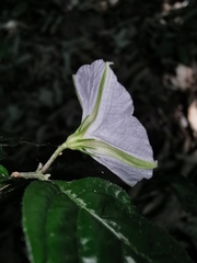 Lycianthes jaliscensis