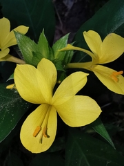 Barleria oenotheroides
