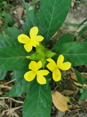 Barleria oenotheroides