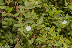 Rhabdadenia biflora