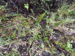 Polypodium pellucidum vulcanicum