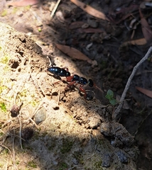 Diamma bicolor