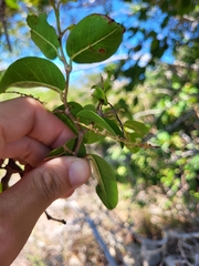Coccoloba microstachya
