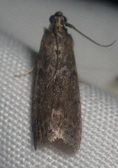 Acrobasis cunulae