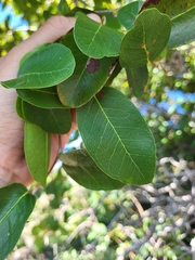 Coccoloba microstachya