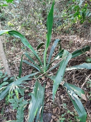 Furcraea guatemalensis