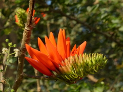 Erythrina stricta