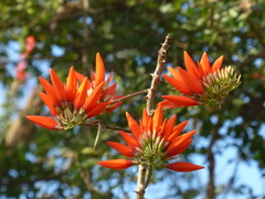 Erythrina stricta