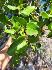 Coccoloba microstachya