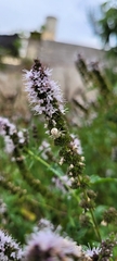 Misumenops