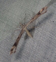 Amblyptilia pica