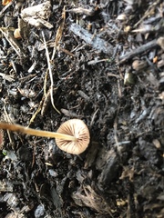 Psathyrella atrospora