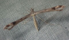 Amblyptilia pica
