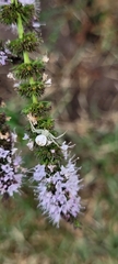 Misumenops